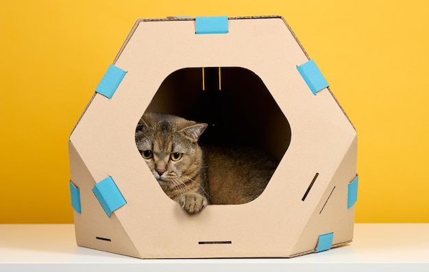 An adult straighteared Scottish cat sits in a brown cardboard house for games and recreation on a yellow background