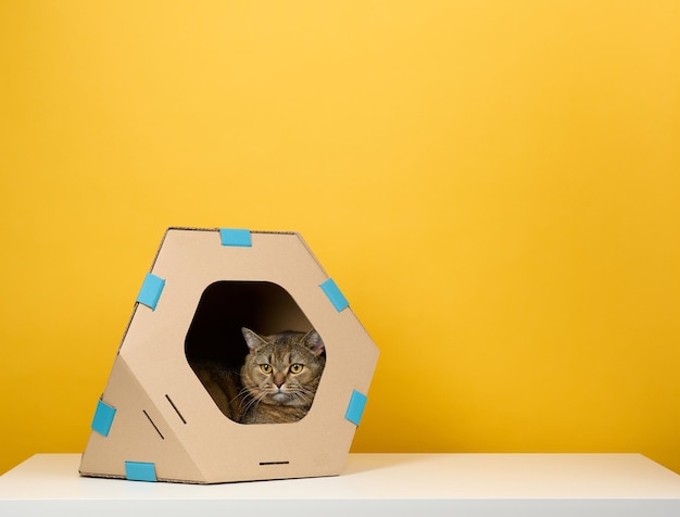 An adult straighteared Scottish cat sits in a brown cardboard house for games and recreation on a yellow background