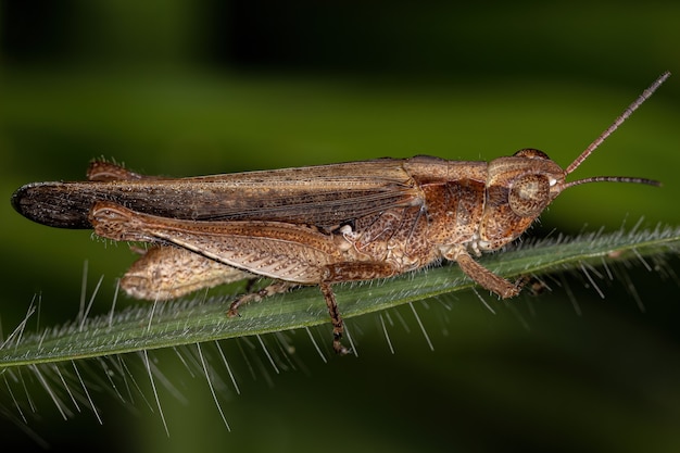 Adult Stridulating Slant-faced Grasshopper of the Genus Orphulella