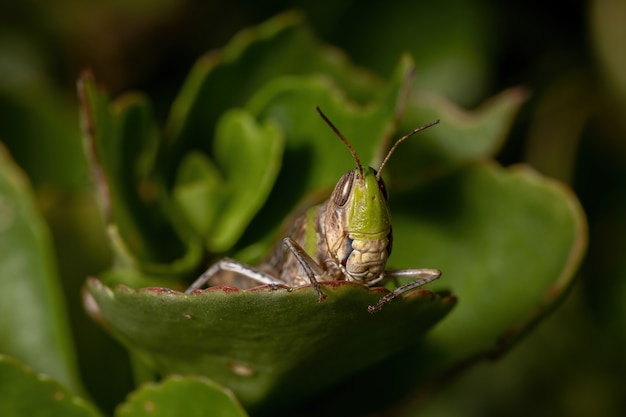 Adult Stridulating Slantface Grasshopper of the Tribe Scyllinini