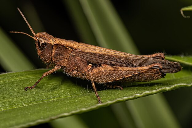 Adult Stridulating Slantfaced Grasshopper