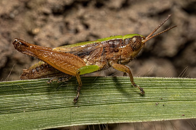 Photo adult stridulating slantfaced grasshopper