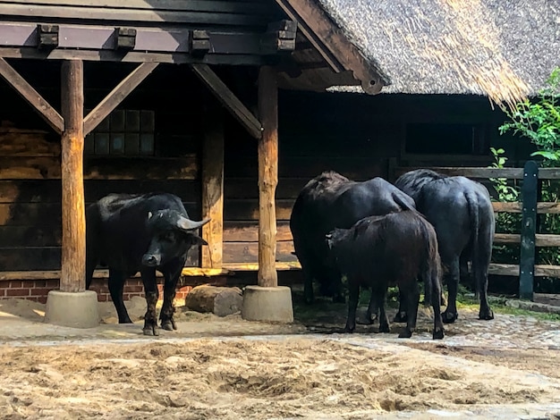 Adult and strong buffalo. Powerful and big animal