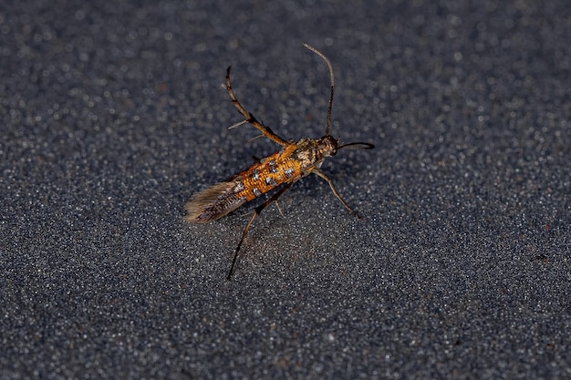 Adult Sun Moth