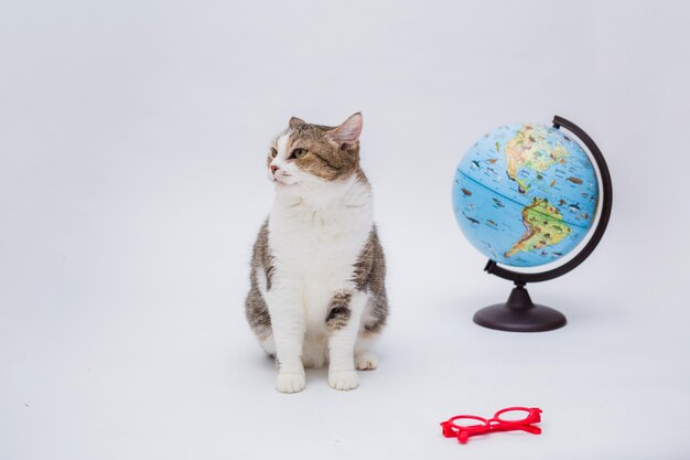 An adult tabby cat with a globe and glasses on a white isolated surface with a copy of the space