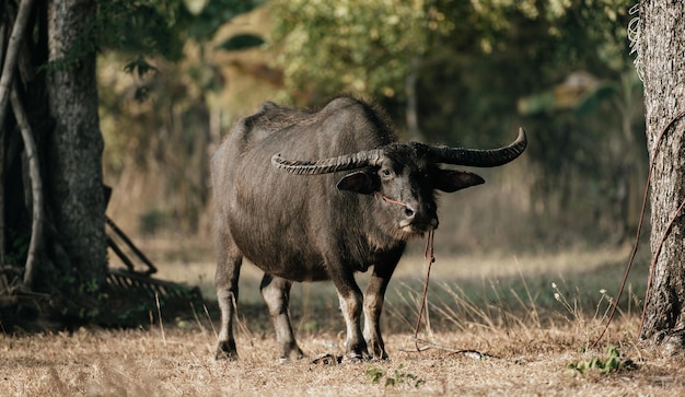 Взрослый тайский буйвол с веревкой через нос к стволу дерева, используется для работы в сельском хозяйстве в Таиланде, стоит в ожидании, фермер кормит сухую траву, копирует пространство
