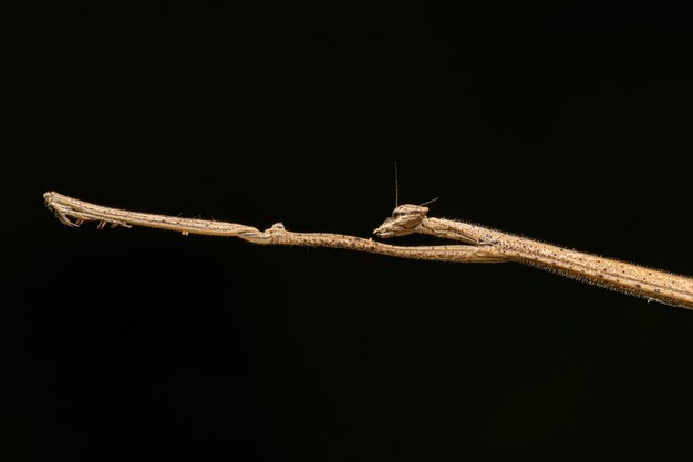 Photo adult thespid mantis