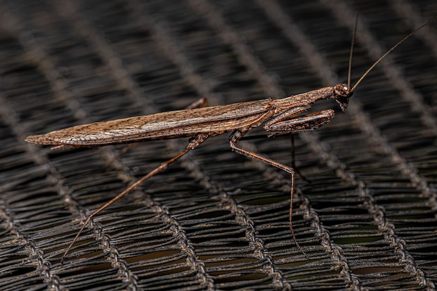 Photo adult thespid mantis