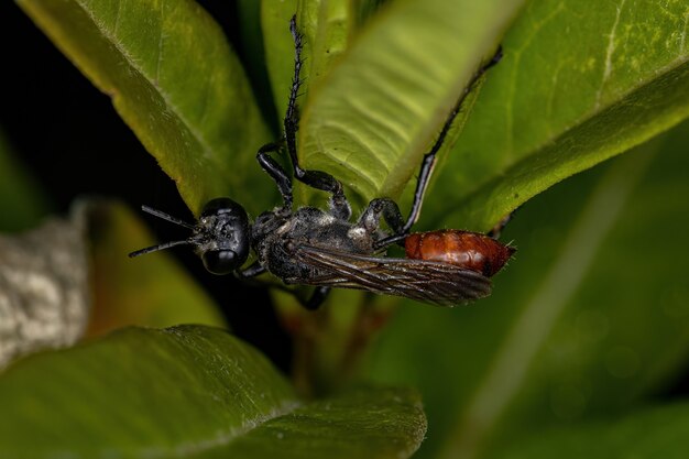 Adult Thread-waisted Wasp of the Genus Prionyx