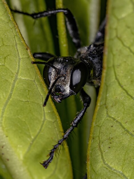 Adult Thread-waisted Wasp of the Genus Prionyx