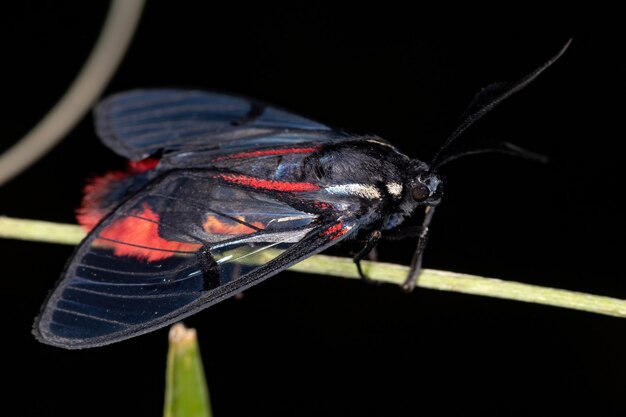 Falena tigre adulta del genere dinia