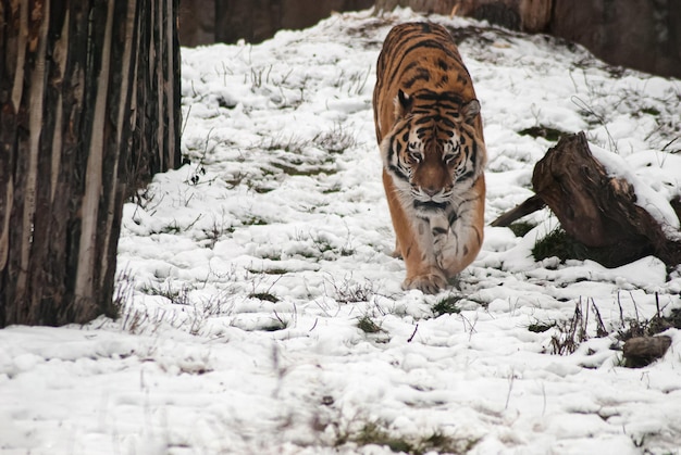 An adult tiger walks around its domain in winter