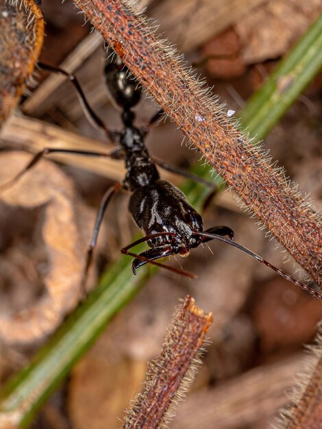 Adult Trap-jaw Ant of the Genus Odontomachus