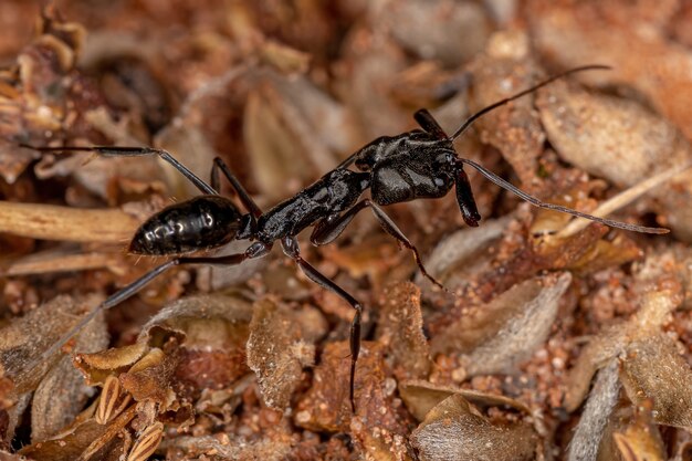 Adult Trap-jaw Ant of the Genus Odontomachus