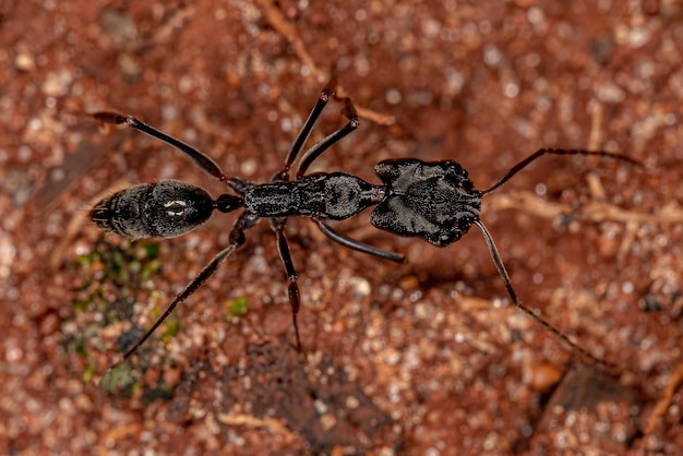 Photo adult trapjaw ant of the genus odontomachus