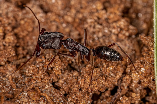 Photo adult trapjaw ant