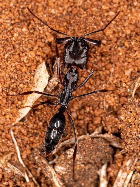 Photo adult trapjaw ant