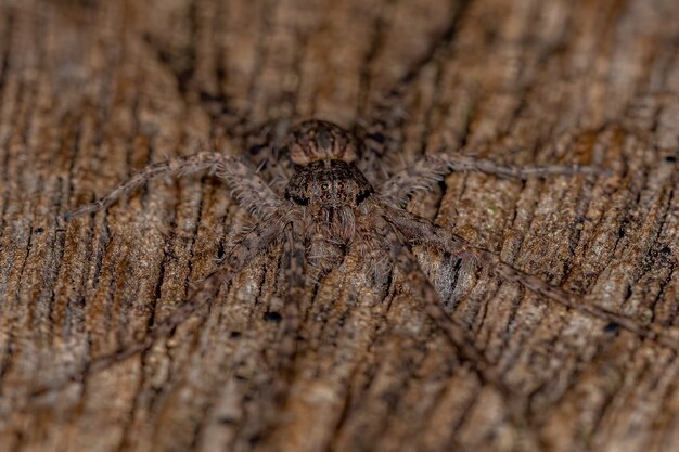 Adult Trechaleid Spider of the Family Trechaleid