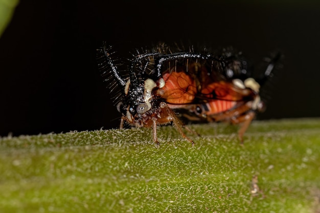 Cyphonia trifida 종의 성인 Treehopper 곤충