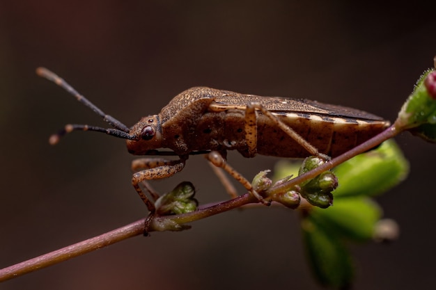 Взрослый истинный жук подотряда Heteroptera