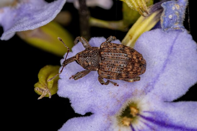 Adult True Weevil of the Family Curculionidae on a skyflower