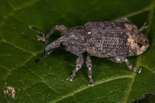 Adult True Weevil of the Family Curculionidae