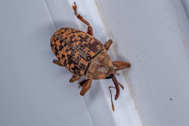 Взрослый настоящий долгоносик семейства Curculionidae