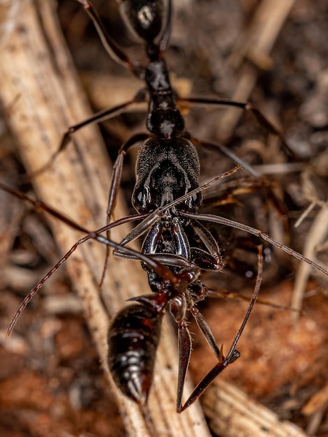 Vero punteruolo adulto della famiglia curculionidae