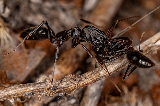 Взрослый настоящий долгоносик семейства Curculionidae