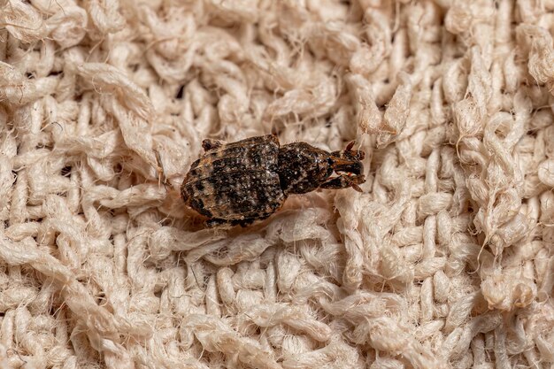 Photo adult true weevil