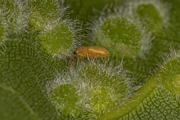 Photo adult true weevil