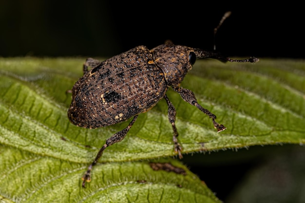 Photo adult true weevil