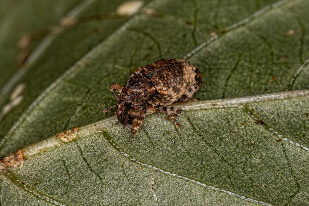 Photo adult true weevil