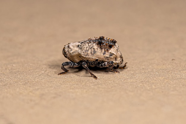 Photo adult true weevil