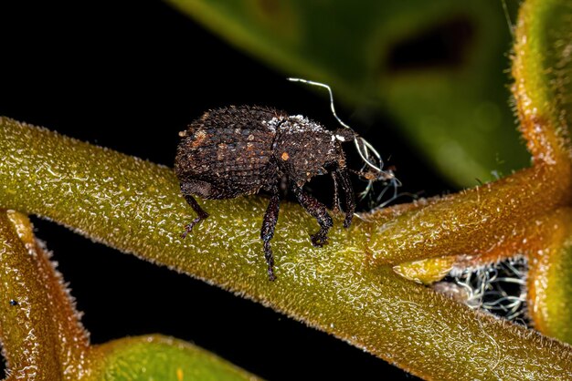 Photo adult true weevil