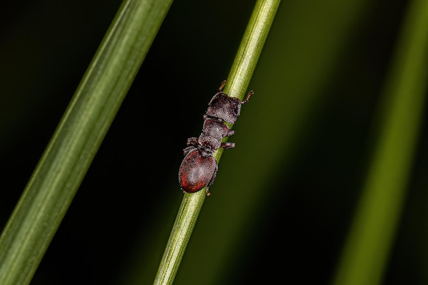 Adult Turtle Ant