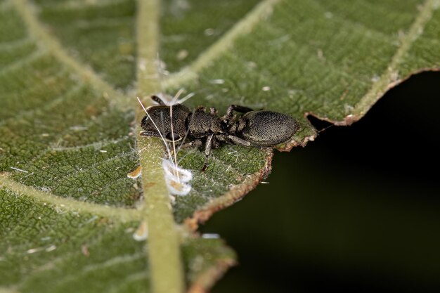 Adult Turtle Ant