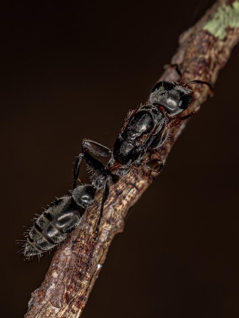 Photo adult twig queen ant of the genus pseudomyrmex