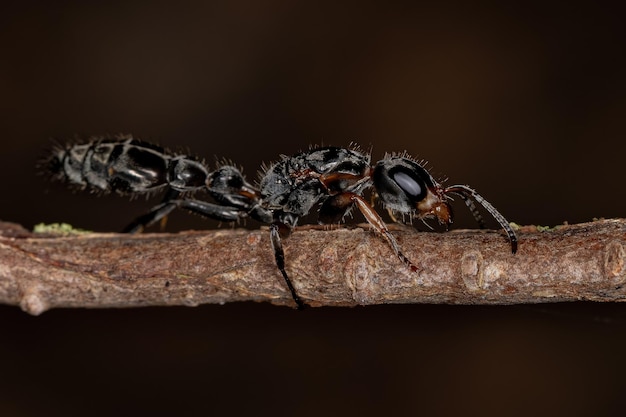 Adult twig queen ant of the genus pseudomyrmex