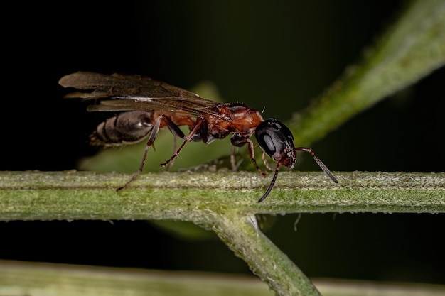 Взрослый муравей-королева веток из рода Pseudomyrmex