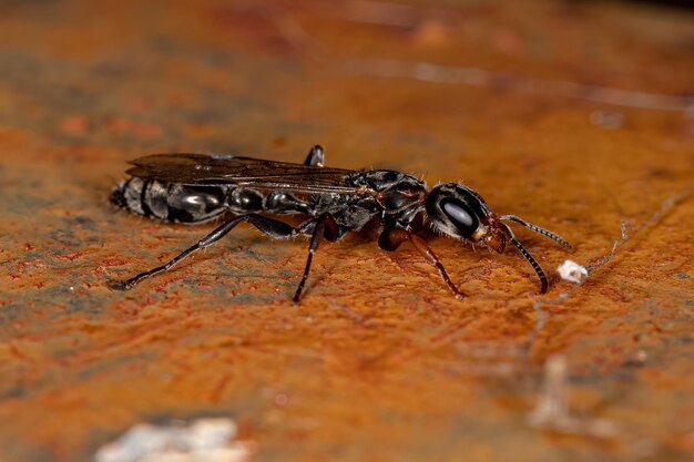 Взрослый муравей-королева веток