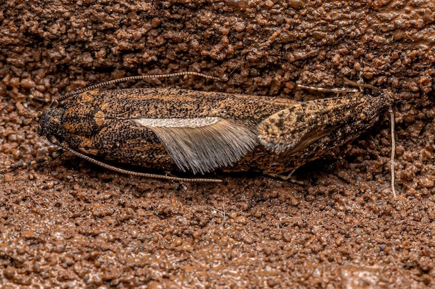 Adult Twirler Moths