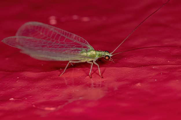 Ceraeochrysa属の大人の典型的なクサカゲロウ