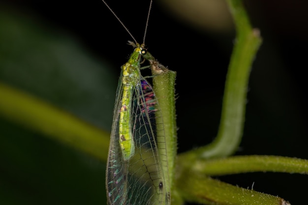 Adult Typical Green Lacewing of the Tribe Leucochrysini