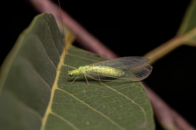Photo adult typical green lacewing