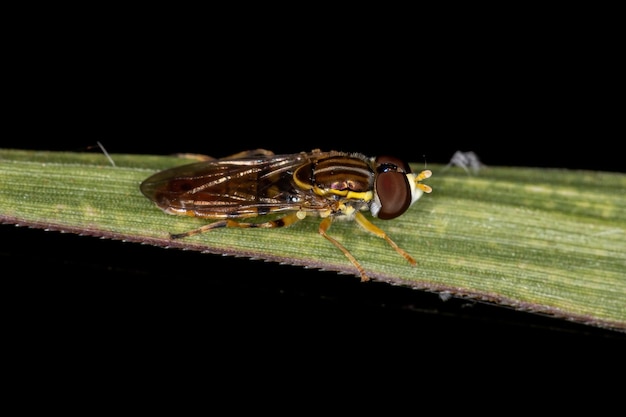 Photo adult typical hover fly of the subfamily syrphinae