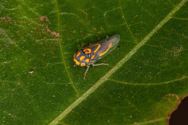 Adult Typical Leafhopper of the Genus Brazosa