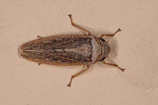 Sordana sordida 종의 성인 전형적인 Leafhopper