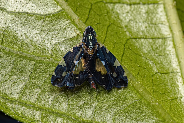 Photo adult typical leafhopper