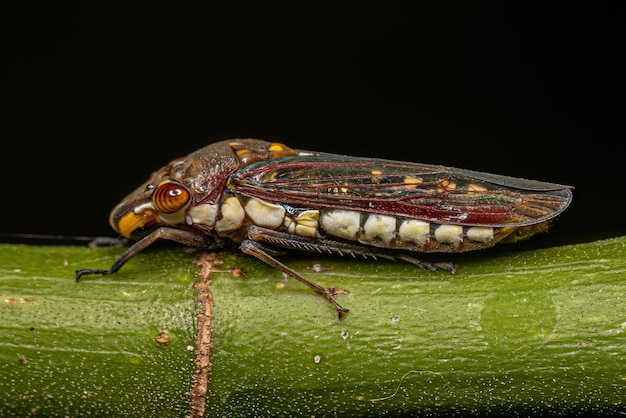 Photo adult typical leafhopper